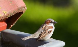 Natuurinclusief bouwen: samen voor stadsnatuur in Zwolle!